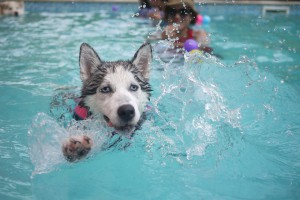 Perro jugando a la pelota en el agua